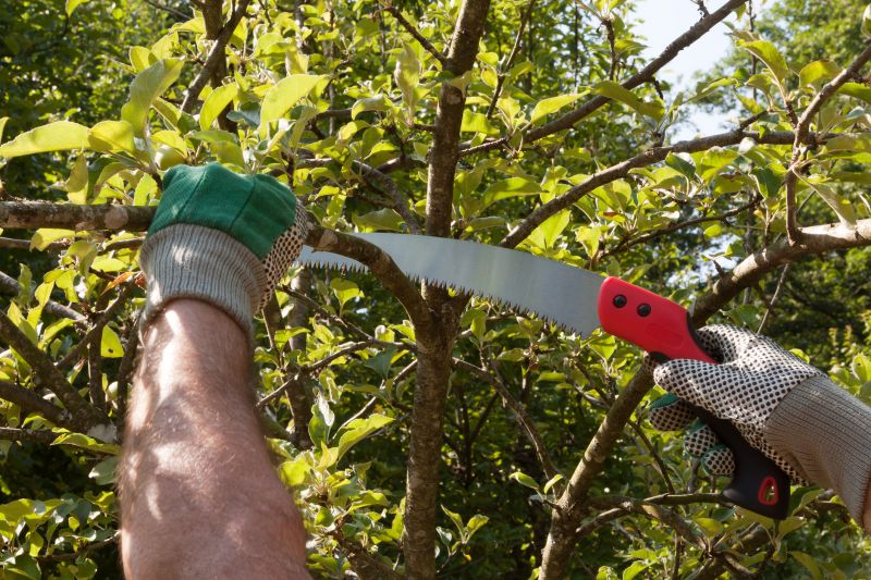 Tree Limbs Removal