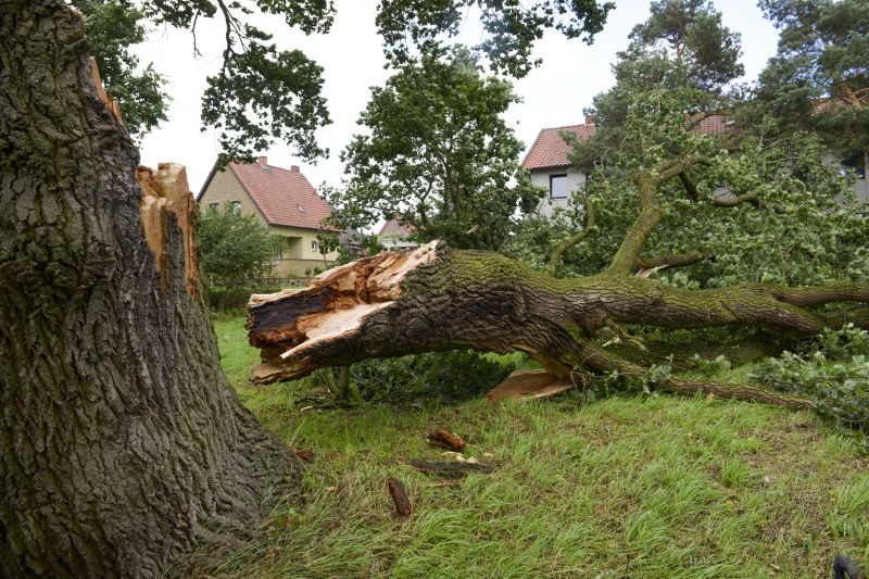Storm Damage Tree Collapse