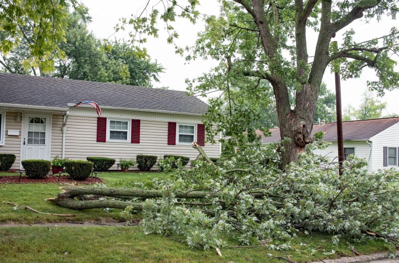 Fallen Tree in Urban Area