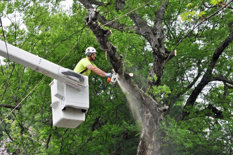 Tree Limb Removal Equipment
