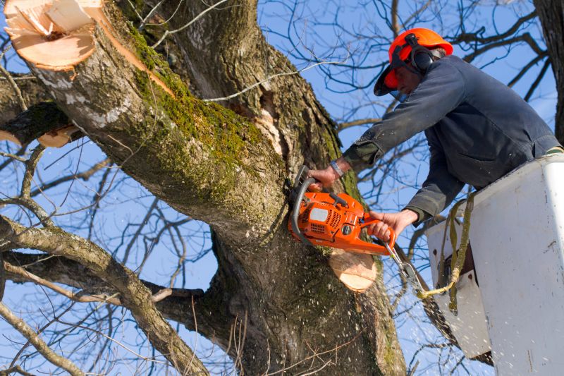 Tree Limb Removal Equipment