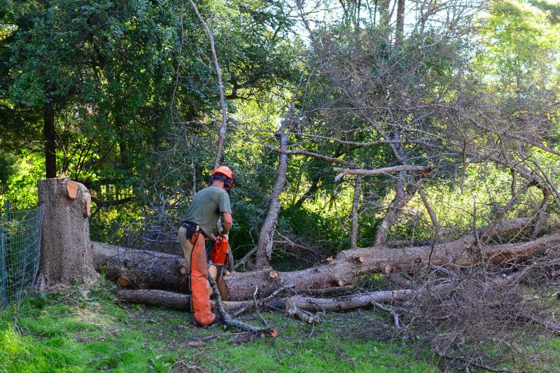 Before and After Tree Limbs Removal