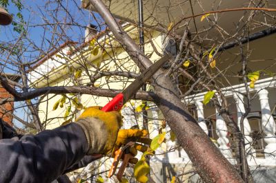 Contact About Tree Limbs Removal