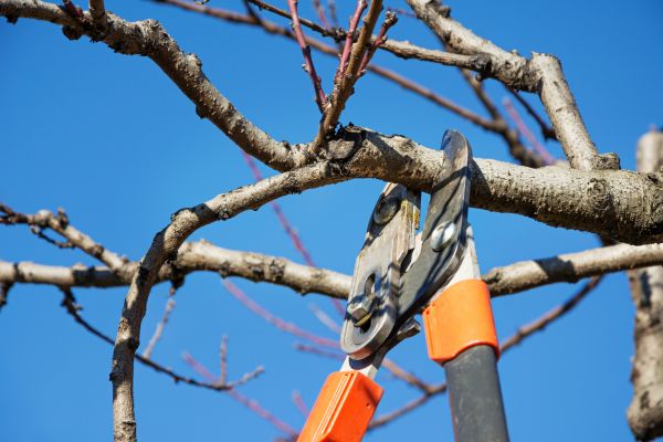 Grow your Tree Limbs Removal business